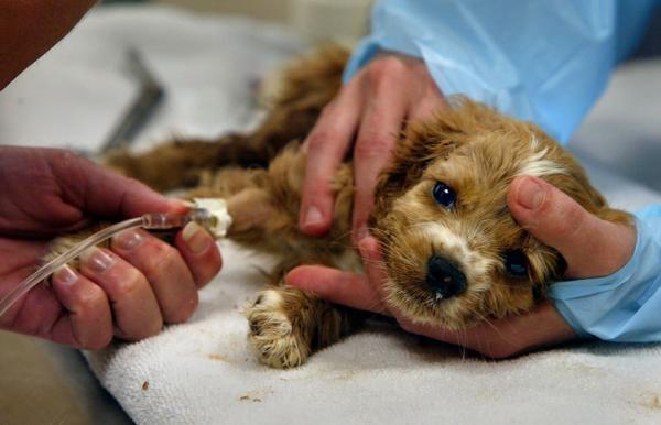 Cách chăm sóc và chữa trị bệnh parvo ở chó