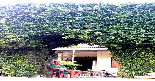 Bộ sưu tập cổng nhà đẹp từ cây xanh