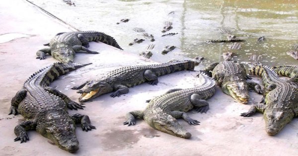 nuôi cá sấu
