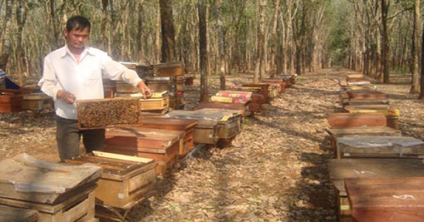 Cách chăm sóc ong mật