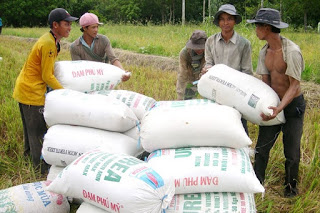 Vĩnh Long: Lợi nhuận cao từ trồng lúa sạch