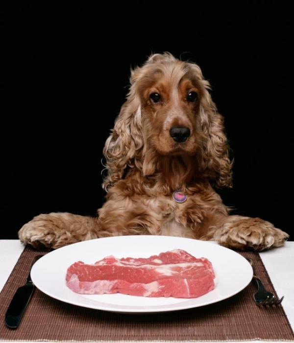 Có nên cho chó ăn thịt sống