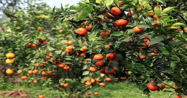Quy trình trồng và chăm sóc cam canh hiệu quả