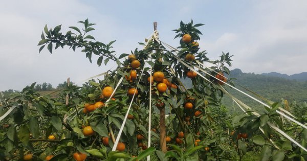 Thành tỷ phú nông dân nhờ 5 năm trồng bưởi da xanh và cam canh