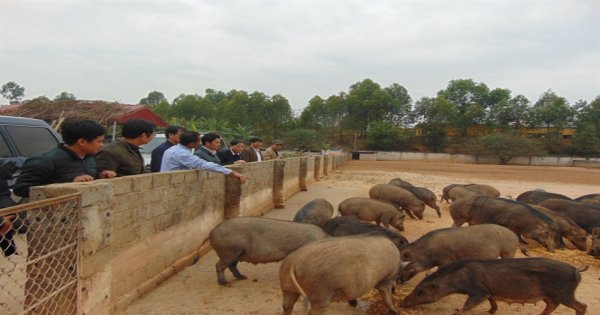 Trở thành triệu phú nhờ nuôi lợn rừng