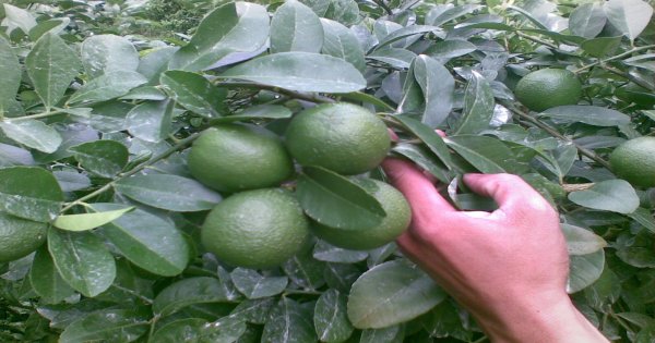 Kỹ thuật trồng chanh ra quả 4 mùa