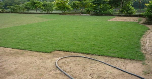 Cách trồng và chăm sóc cỏ nhung nhật