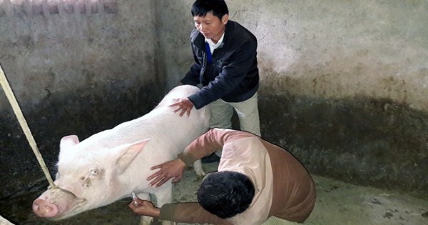 Nghệ An có phải đang bùng phát bệnh Lepto trên lợn?