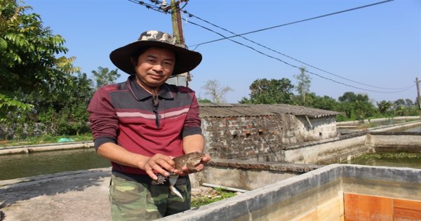 Thu nhập tiền tỷ từ nuôi ếch Thái Lan và cá rô đồng lai