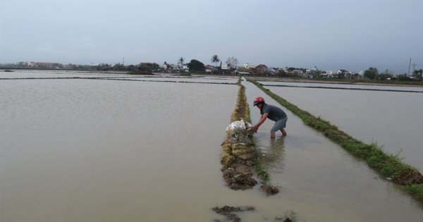 Hàng ngàn ha lúa mới sạ bị ngập tại Phú Yên