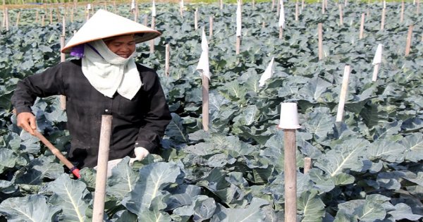 Bắc Giang: Giá rau tăng cao, dễ bán