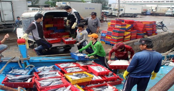 Ngư dân Bình ĐỊnh thu tiền tỷ đầu năm từ việc trúng đậm cá ngừ