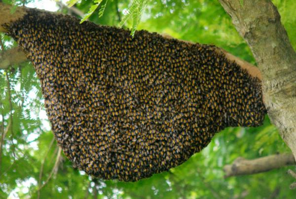 Tìm hiểu kỹ thuật nuôi ong rừng lấy mật