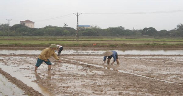 Nông dân tuyệt đối không xuống giống lúa trong tháng 2 tại An Giang