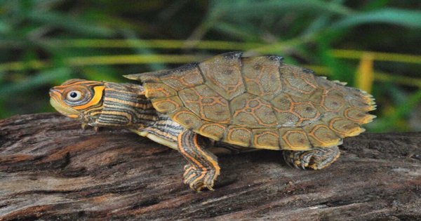 Kỹ thuật chăm sóc rùa cảnh nhanh lớn và sống lâu