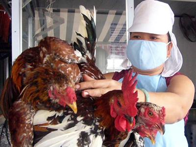Nhận biết và cách chữa trị một số loại bệnh ở gà