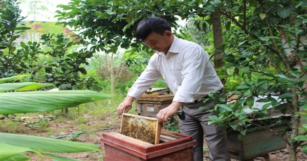 Nuôi ong VietGAP, mỗi năm thu hơn 2 ngàn lít mật sạch