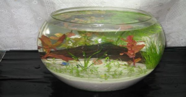 Kỹ thuật nuôi cá cảnh trong bình thủy sinh mini
