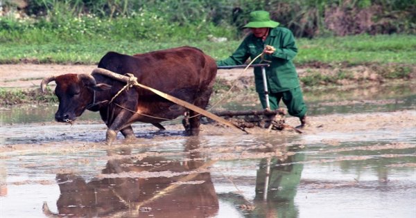Nghệ An: Nông dân tích cực gieo cấy vụ đông xuân