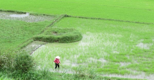 Phú Yên: Nông dân xuống đồng sớm chăm sóc lúa