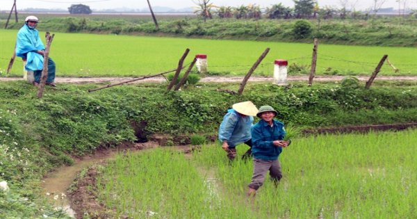 Nghệ An: Nông dân đổ xô mua mạ non