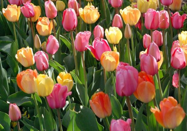 Cách trồng tulip trong nước cho hoa đẹp mê ly