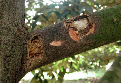 Tìm hiểu bệnh thối gốc, chảy mủ trên cây sầu riêng