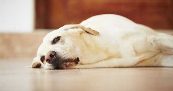 Tìm hiểu và điều trị bệnh xuất huyết đường ruột ở chó