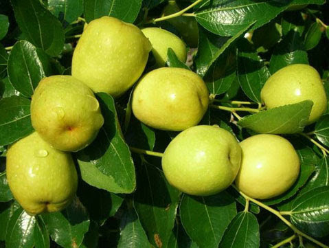 Tìm hiểu kỹ thuật trồng và chăm sóc giống táo Đào Vàng