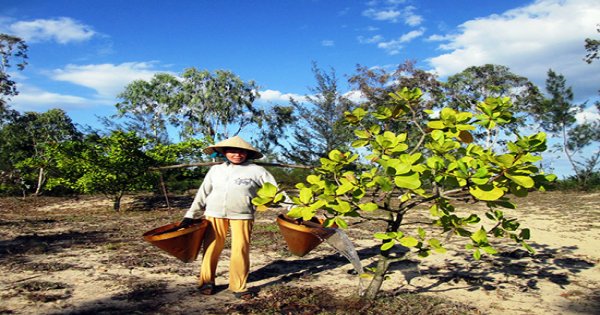 Mật độ hợp lý để trồng cây điều