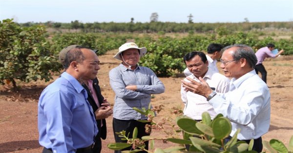 Vinacas hỗ trợ nông dân Campuchia trồng điều