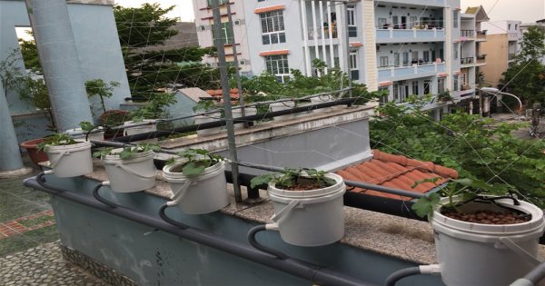 Kỹ thuật trồng dưa lưới trên sân thượng sai quả