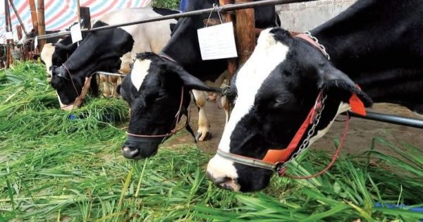Cách chế biến thức ăn xanh cho gia súc gia cầm