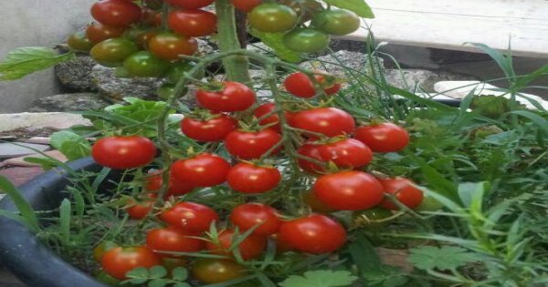 Kỹ thuật trồng và chăm sóc cà chua bi sai quả quanh năm
