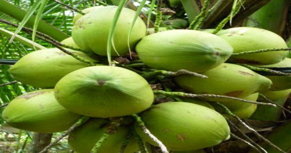 Tìm hiểu về cây dừa bung