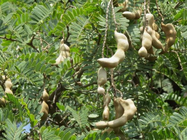 Kỹ thuật trồng và chăm sóc cây Me Thái sai quả