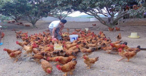 Giải pháp nâng cao hiệu quả chăn nuôi gà vườn đồi theo chuỗi giá trị