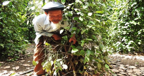 Tệ nạn trộm cặp nông sản và phá hoại cây trồng tại Tây Nguyên