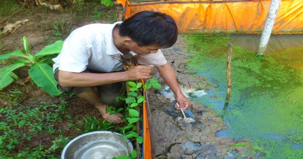 Sinh sản nhân tạo giống lươn đồng tại Thừa Thiên Huế