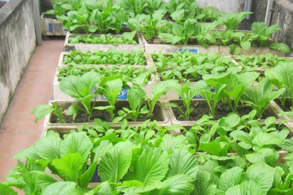 Kỹ thuật gieo hạt cải cho tỉ lệ nảy mầm cao