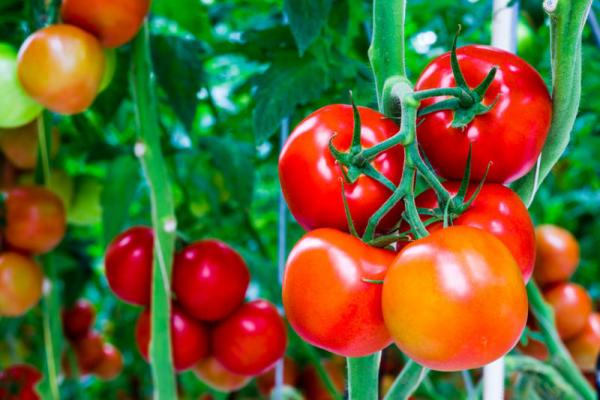 Kỹ thuật trồng cà chua ra quả quanh năm