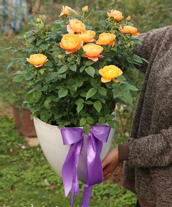 Cách trồng và chăm sóc hoa hồng tezza