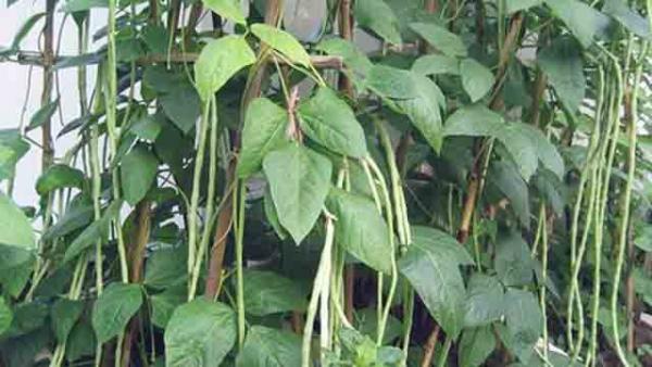 Tìm hiểu kỹ thuật trồng đậu đũa