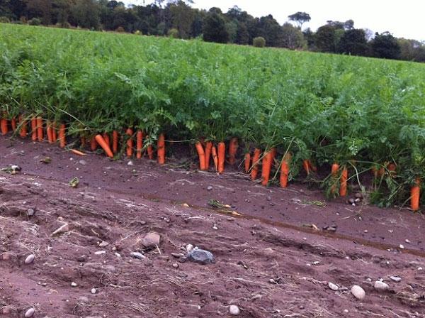 Phòng trừ sâu bệnh hại cây cà rốt
