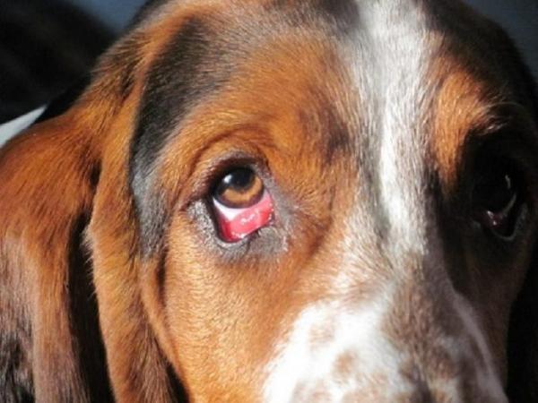 Cách chữa bệnh đau mắt ở chó