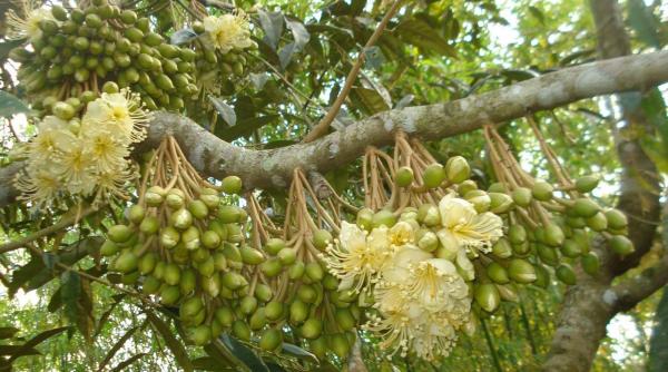 Kỹ thuật cho cây sầu riêng ra hoa sớm