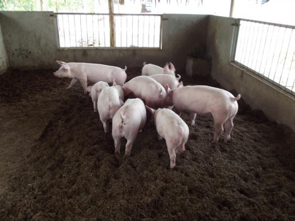 Mô hình nuôi lợn thịt bằng men vi sinh
