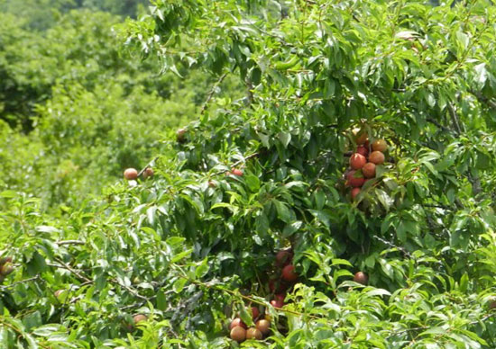 Kỹ thuật trồng và chăm sóc cây mận cho quả trĩu cành
