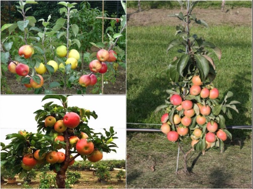 Tìm hiểu kỹ thuật trồng táo lùn sai trĩu cành