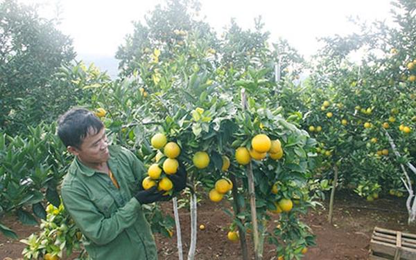 Kỹ thuật trồng cam tiêu chuẩn Vietgap